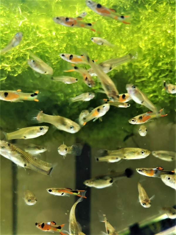 POECILIA ENDLER RED CHEST - GUPPY ENDLER RED CHEST Lot de 5 Poissons